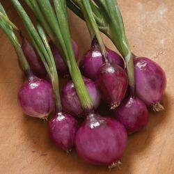 303880-bosuien-purplette