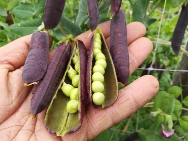 63-w-kapucijners-ezetha