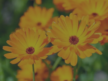 Bio eetbare bloemen zaden