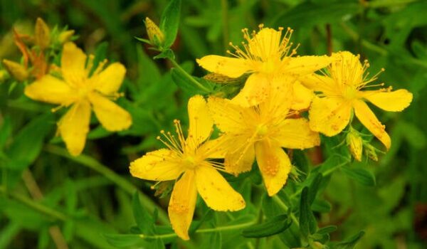 st-janskruid-hypericum-perforatum-shutter-630